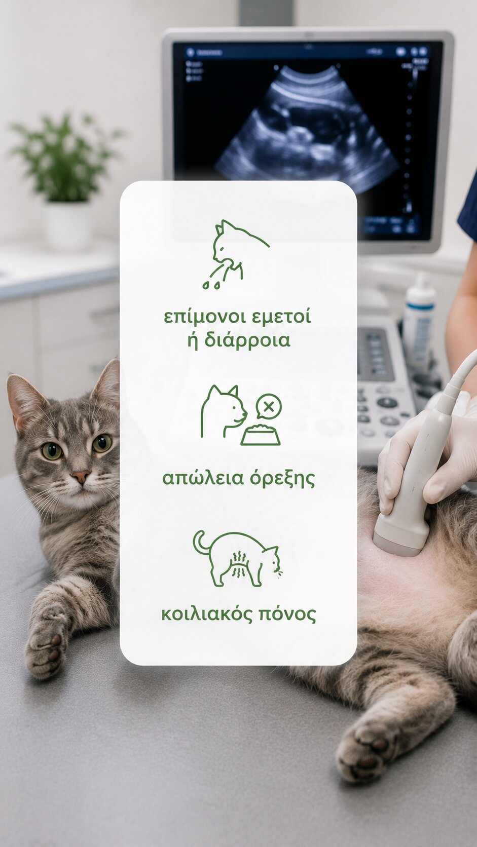 σε ποιες περιπτωσεις χρειαζεται υπερηχος γατας