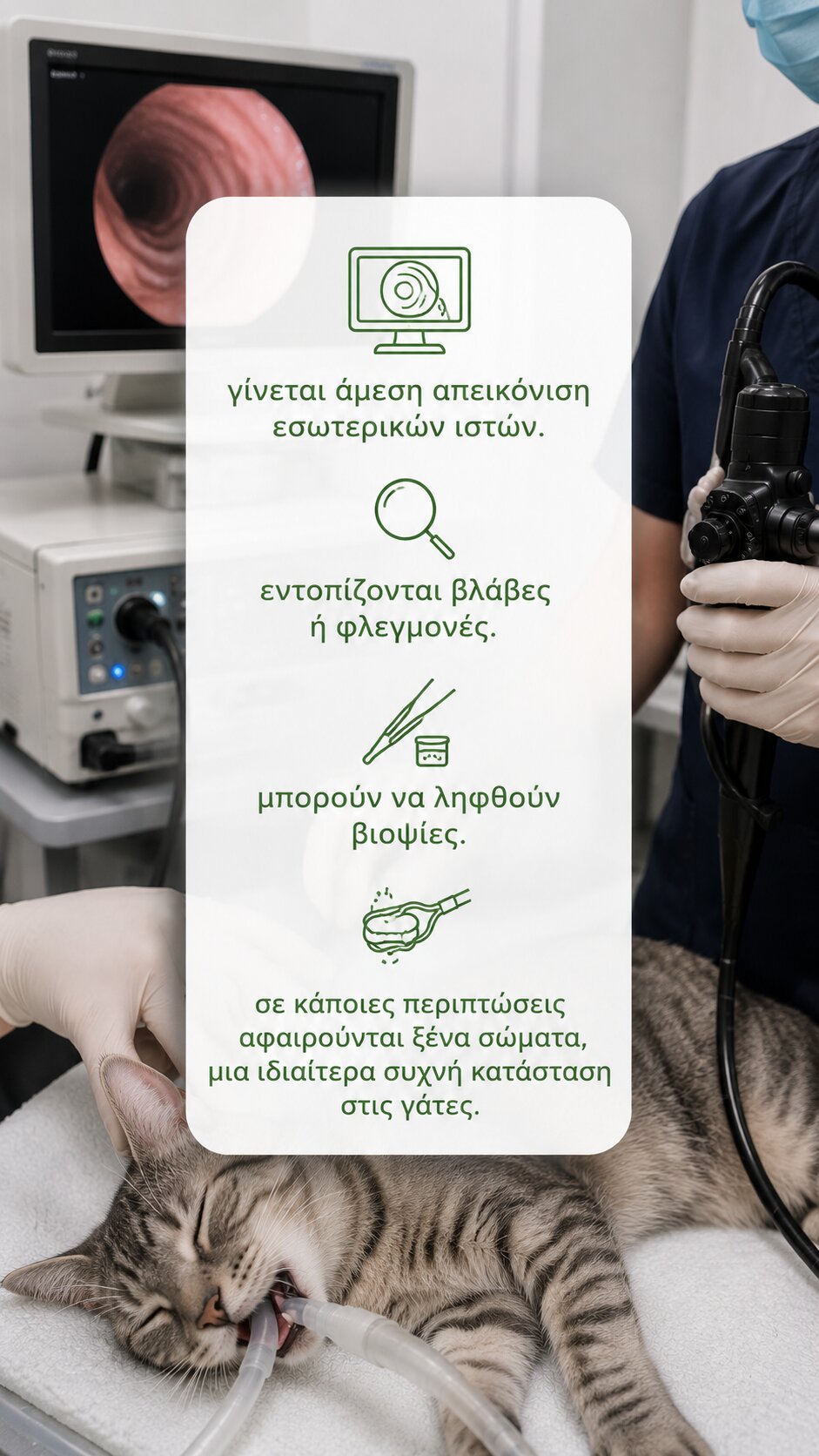 τι ειναι και πως γινεται η ενδοσκοπηση γατας