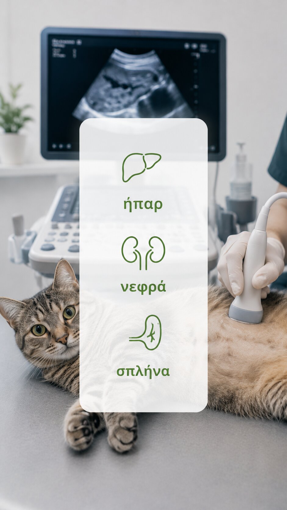 υπερηχος κοιλιας γατας